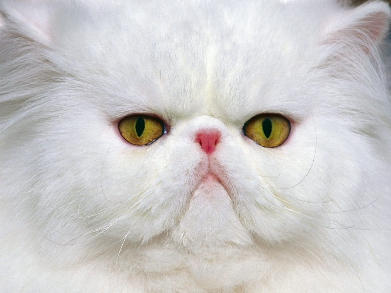 Белый персидский кот
