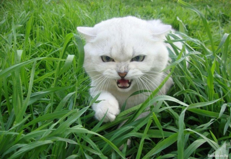 Маленький злой котик