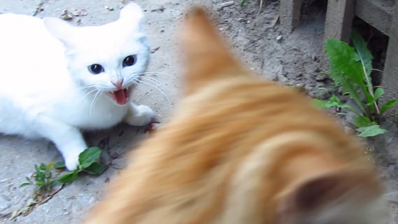 Белый котик злится
