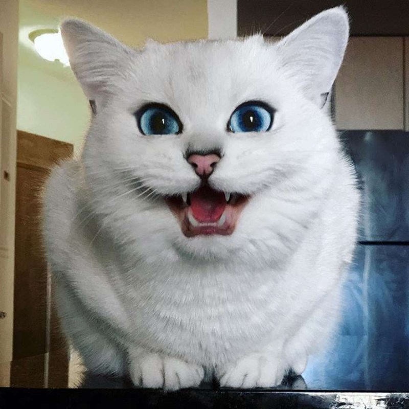 Синеглазый Коби