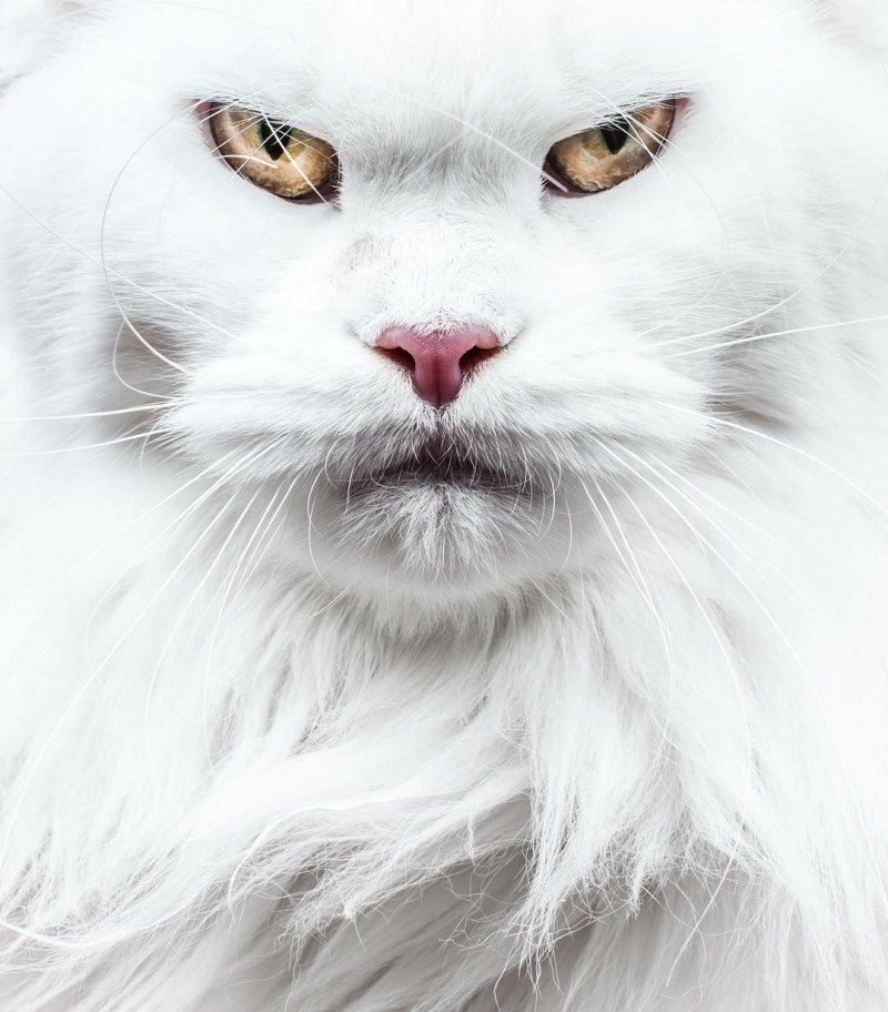 Злой белый котик