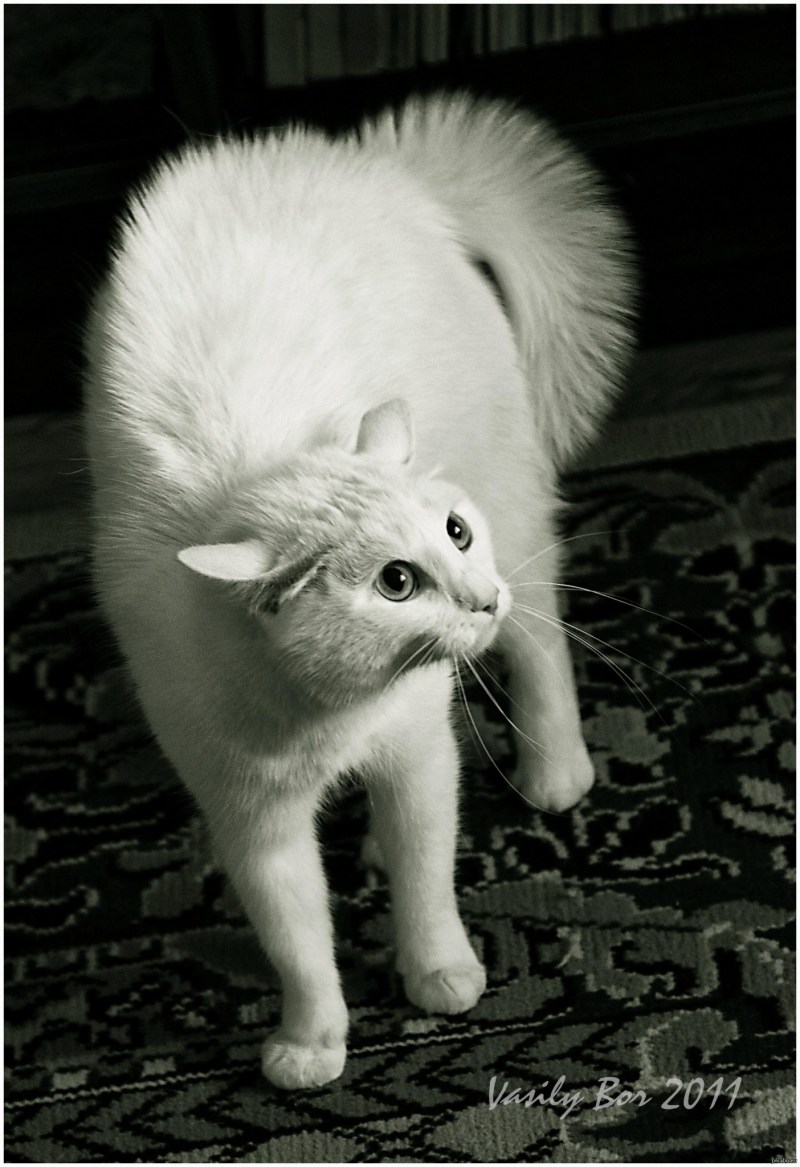 Злая белая кошка