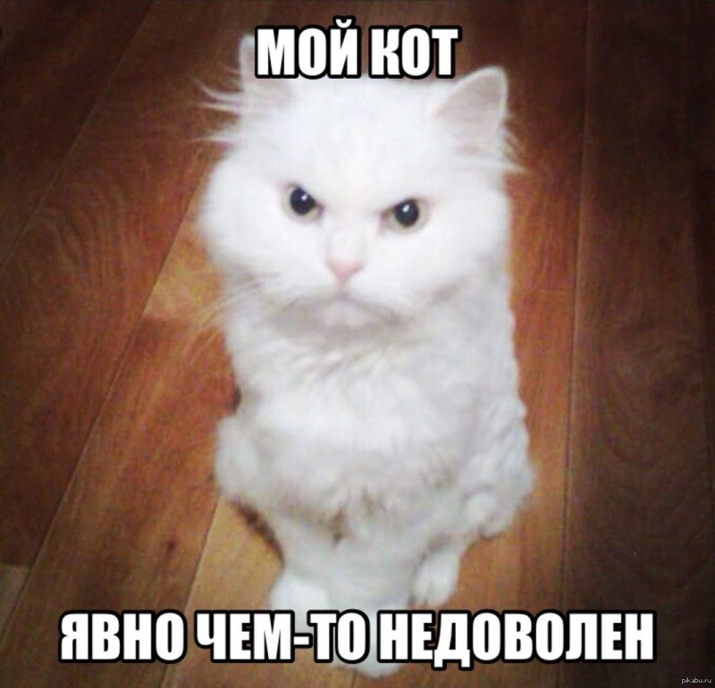 Злой белый кот