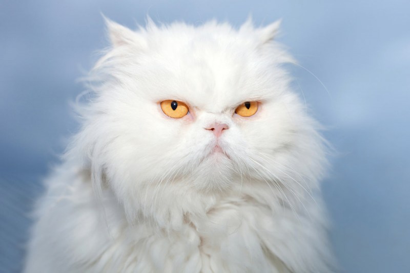 Персидская кошка
