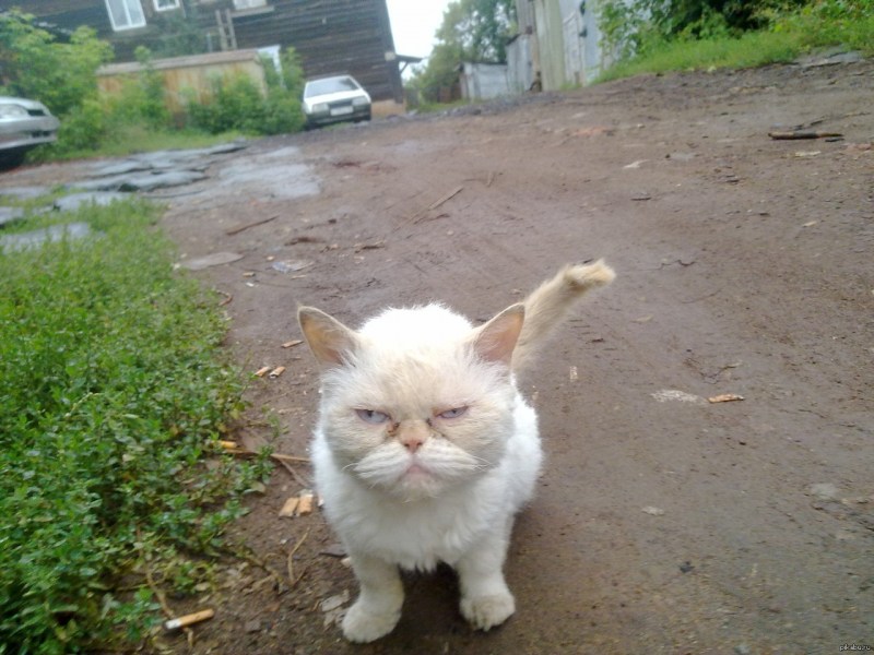 Злой белый котик