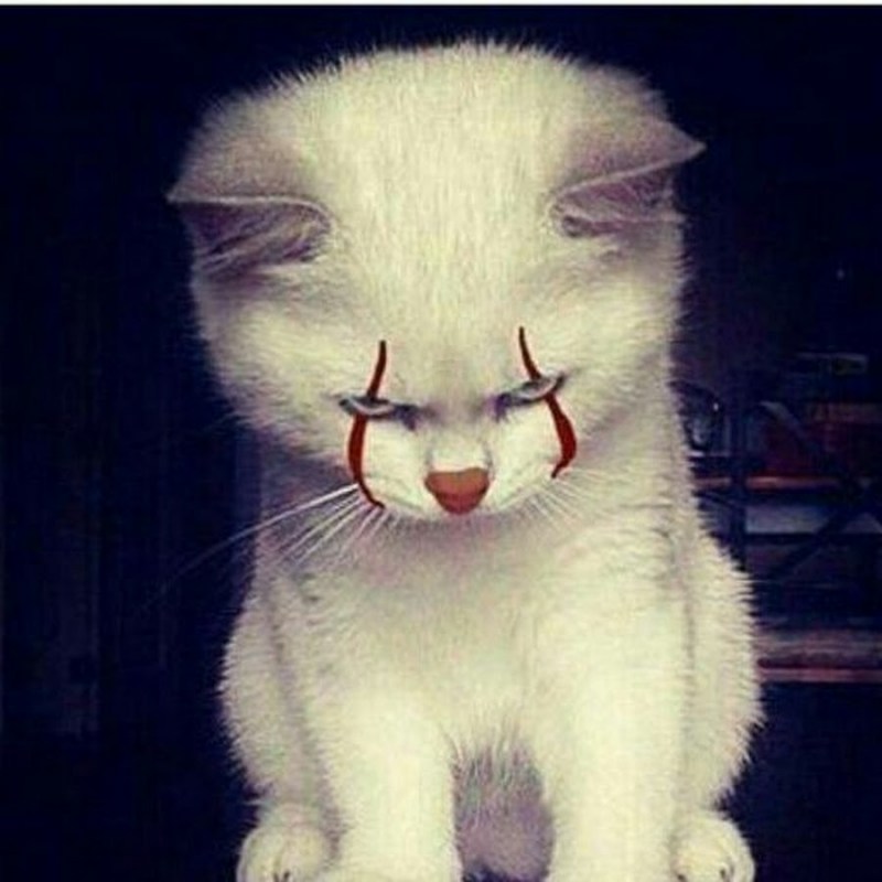 Злая белая кошка