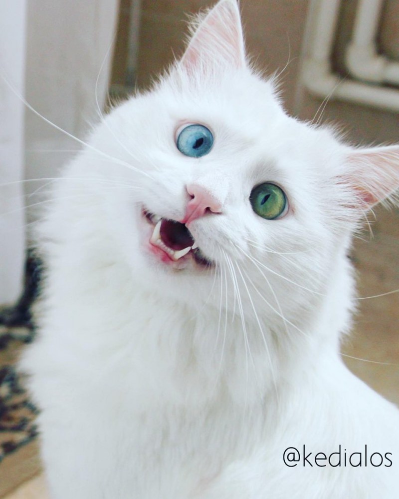 Удивленный белый котнг