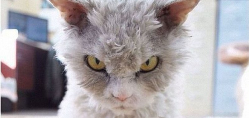 Напыщенная кошка