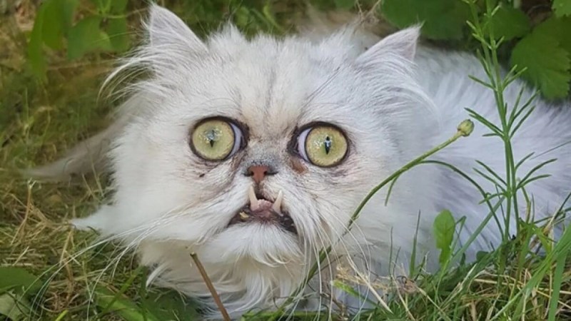 Самый страшный кот