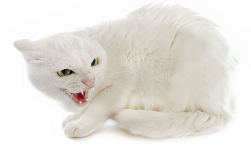 Белая кошка шипит