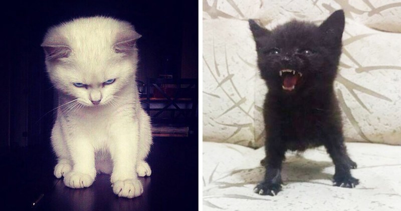Кот оно