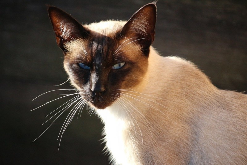 Коты сиамской породы