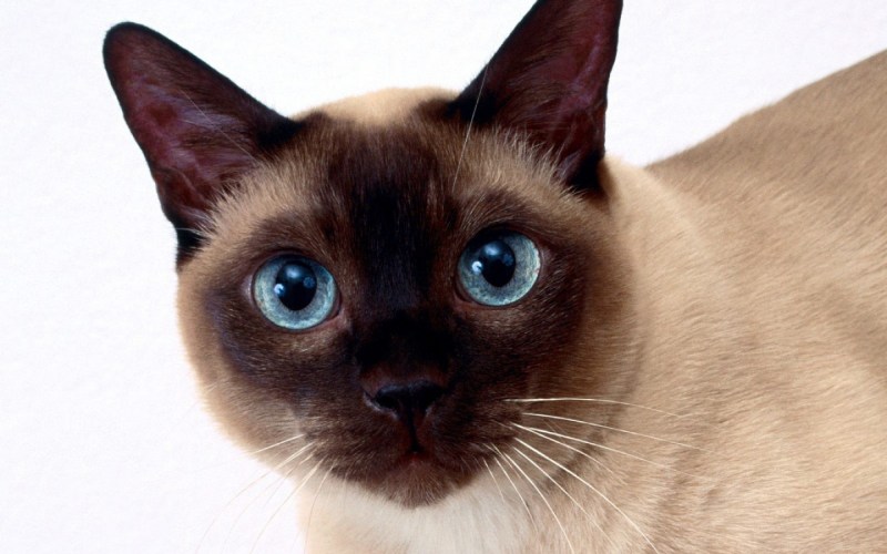 Сиамские коты