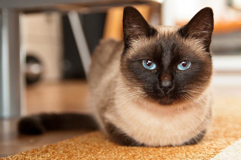 Сиамский кот