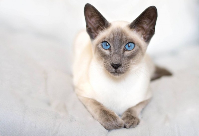 Сиамская кошка