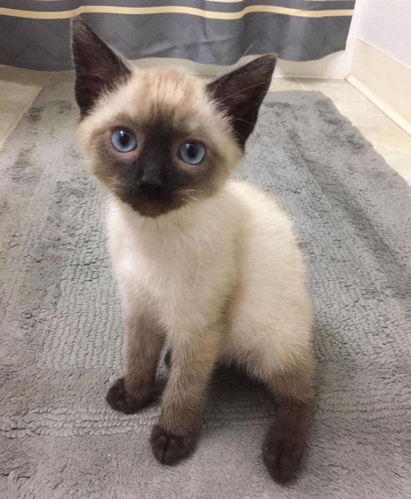 Сиамская кошка