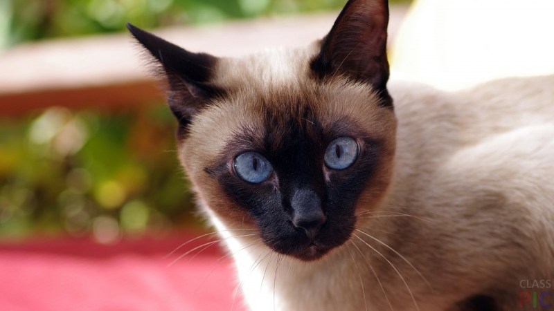 Сиамская кошка