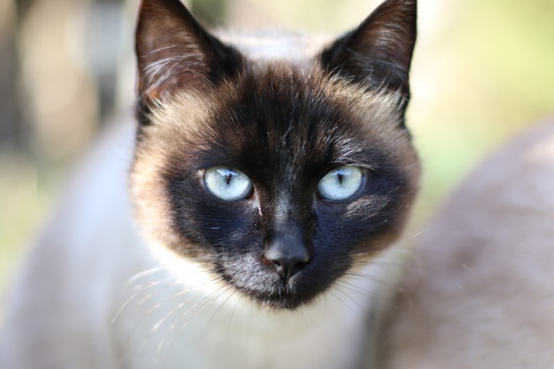 Сиамская кошка