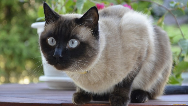 Сиамская кошка Сиамская