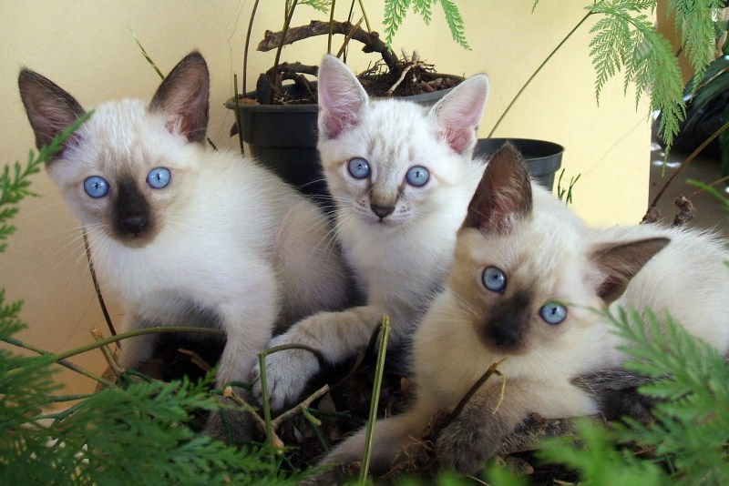 Породы кошек Сиамская кошка