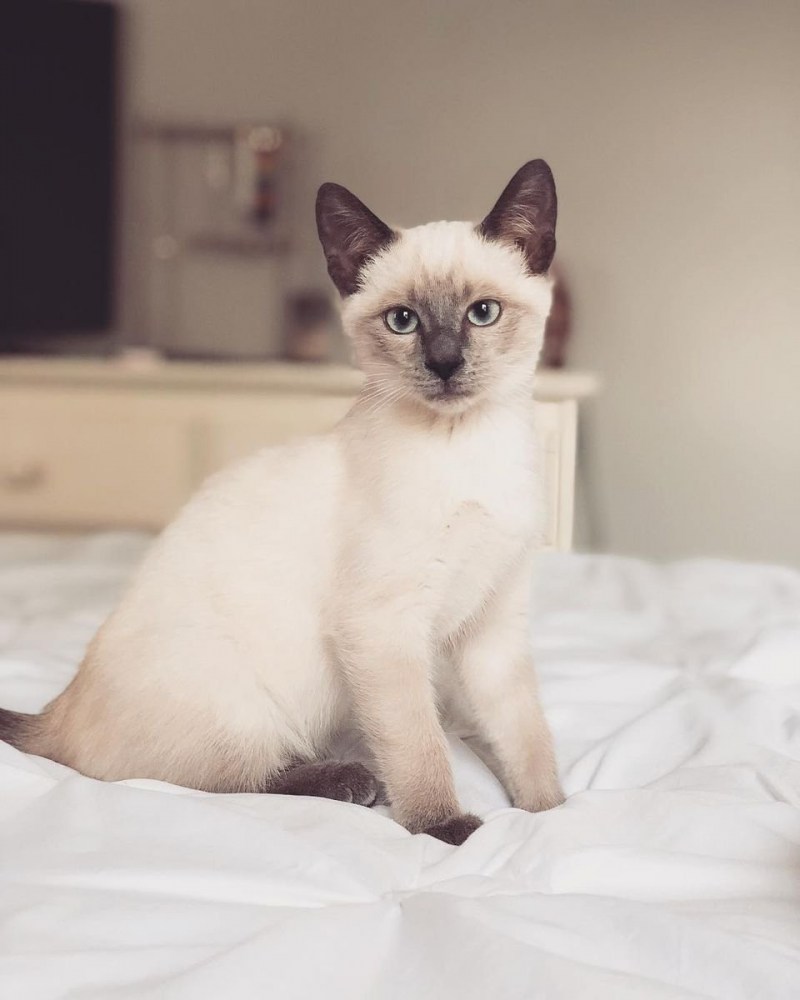 Сиамские котята