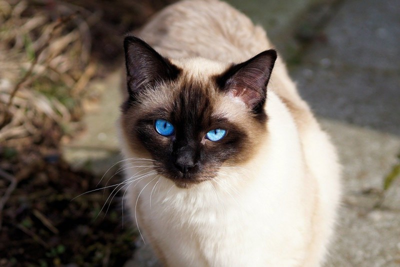 Коты сиамской породы