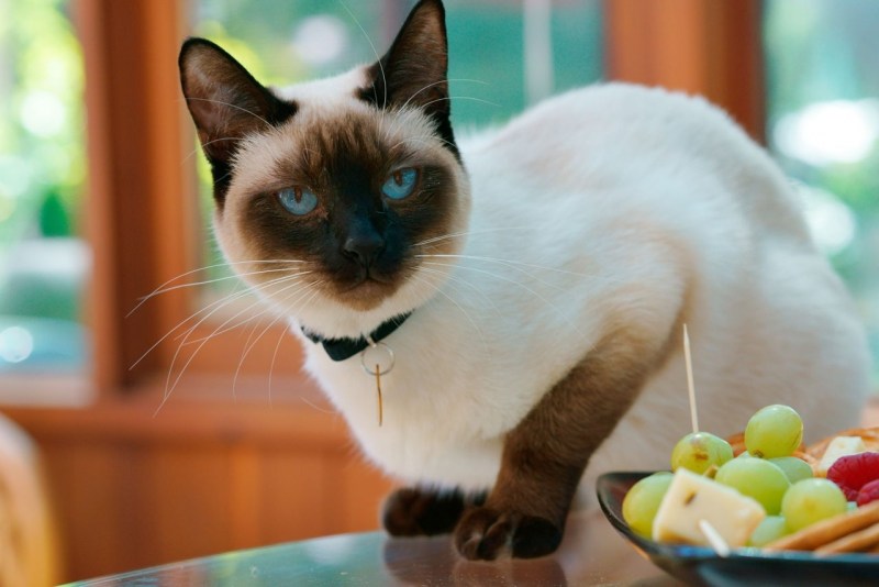 Сиамская и тайская кошка