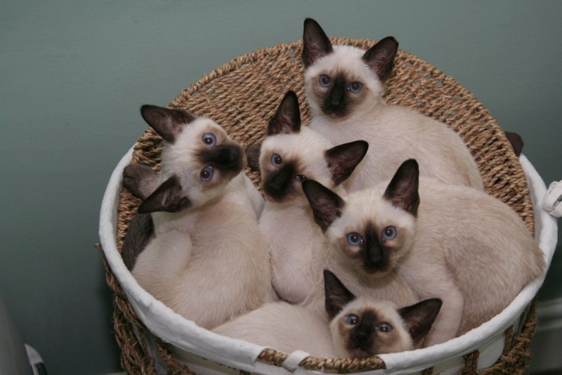 Сиамский кот котенок