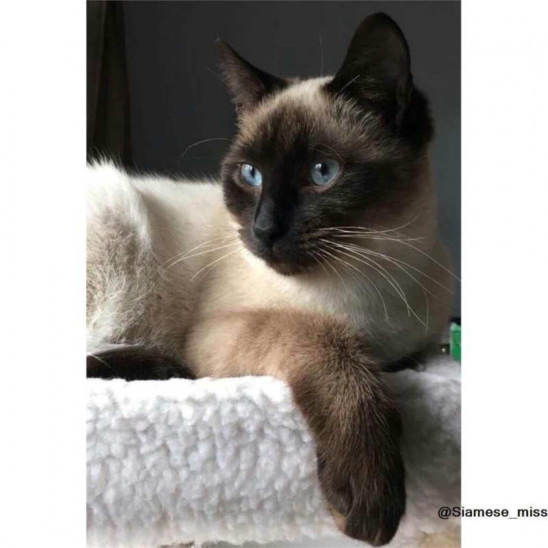 Сиамская кошка Сиамская