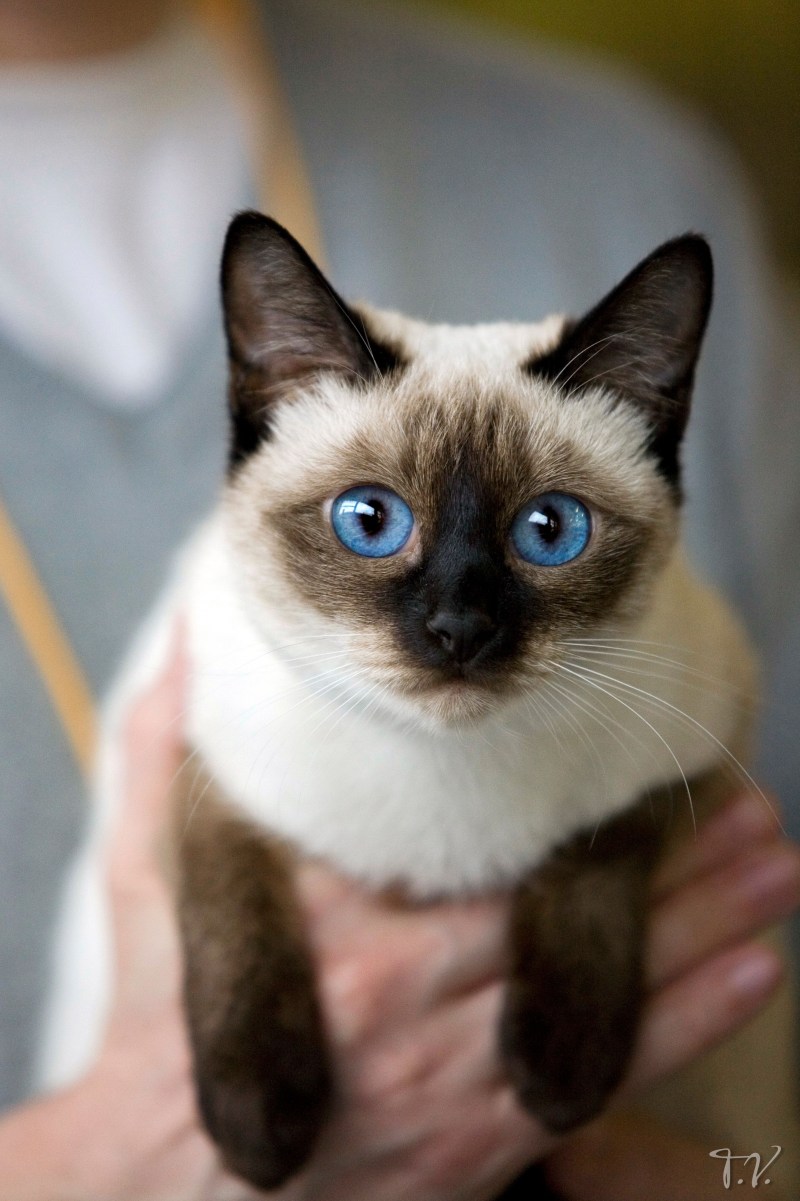 Сиамская кошка