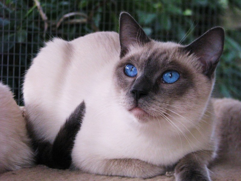 Сиамская кошка котенок