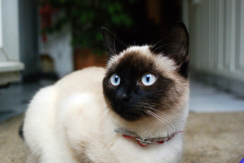 Сиамская кошка