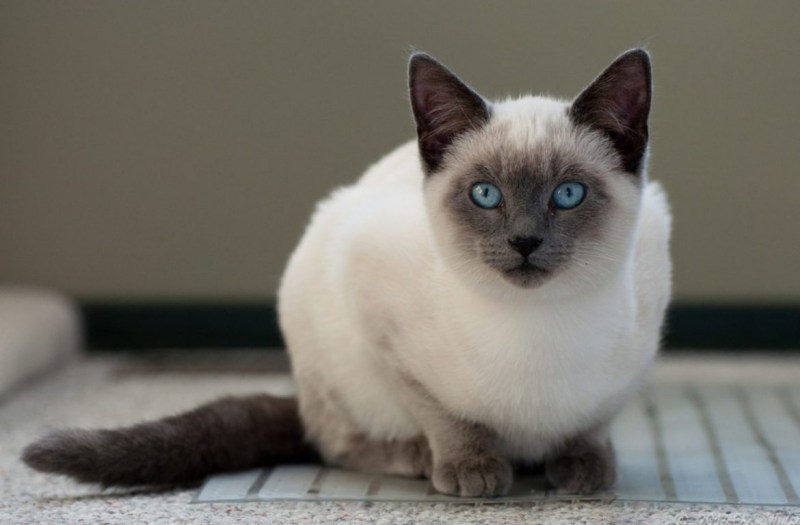 Котята сиамской породы