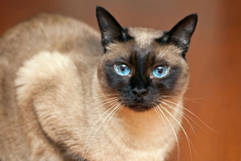 Сиамская кошка Сиамская