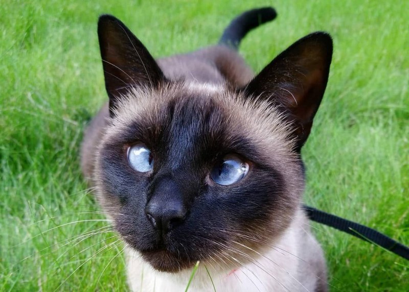 Сиамская кошка