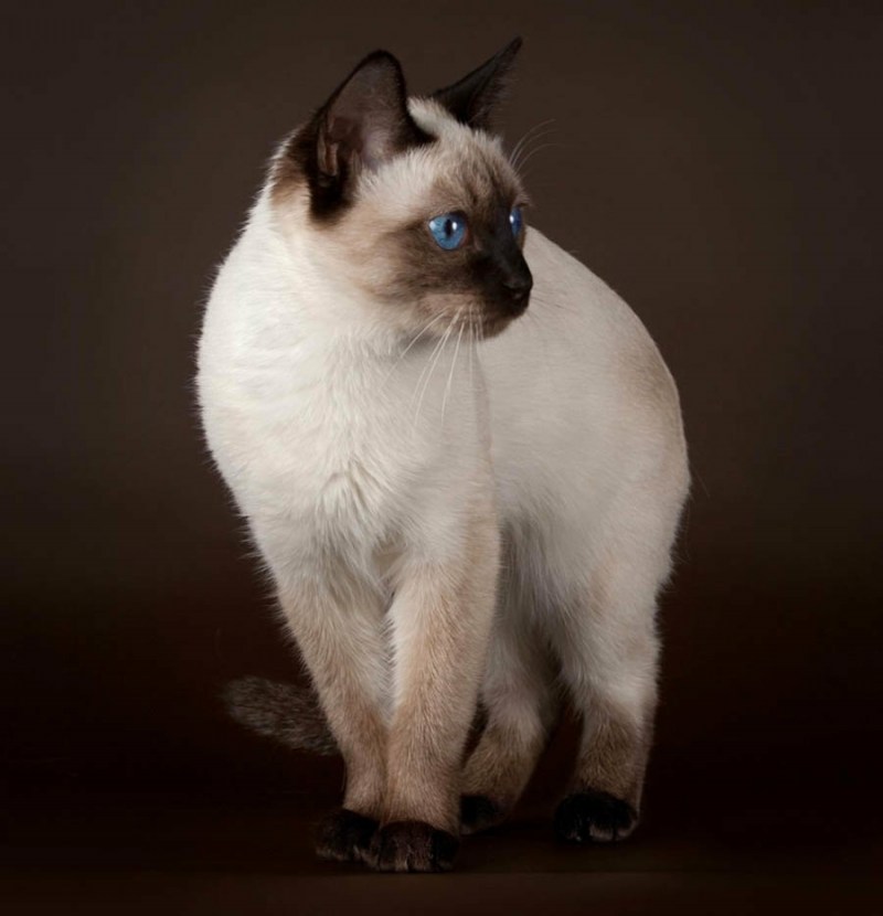 Сиамские котята