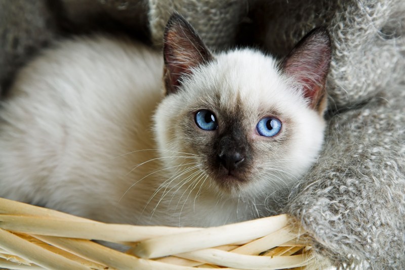 Сиамская кошка