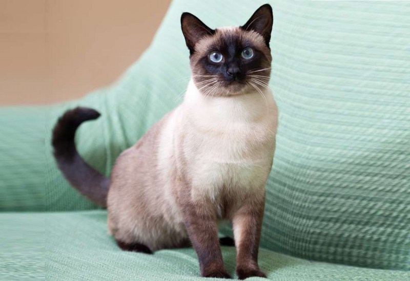 Сиамская кошка королевской породы