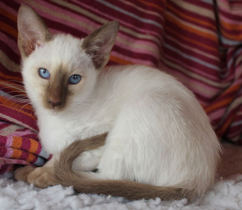 Сиамская кошка шоколад Пойнт