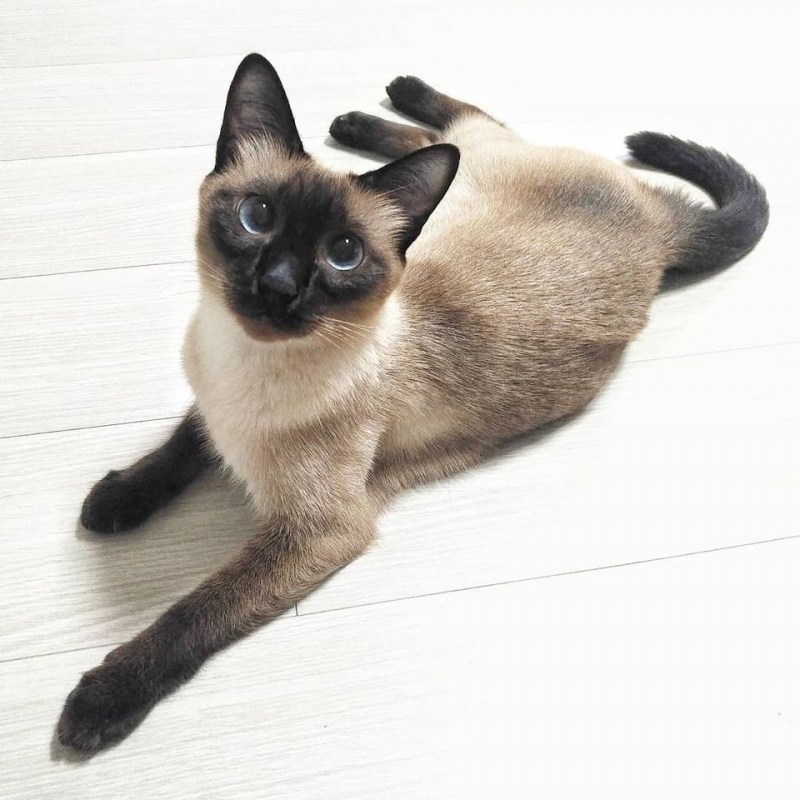 Сиамская кошка