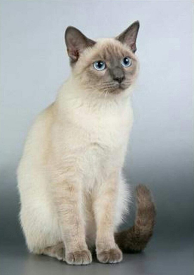 Сиамский и тайский кот