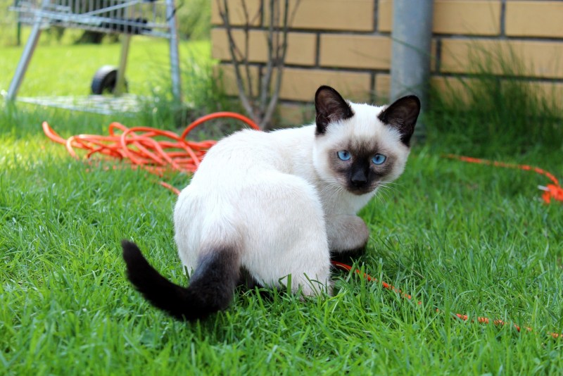 Тайская кошка