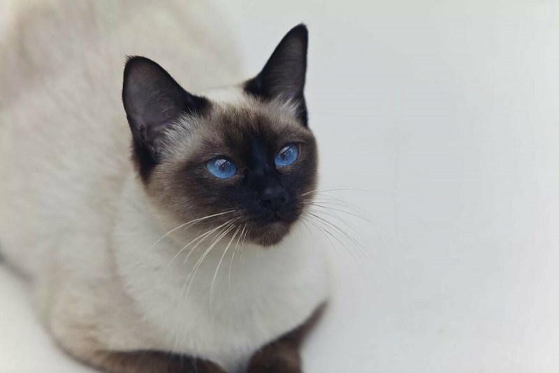 Тайская Сиамская кошка белая