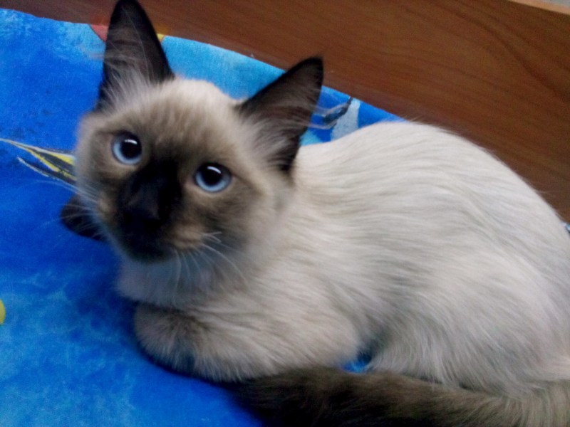 Коты сиамского окраса
