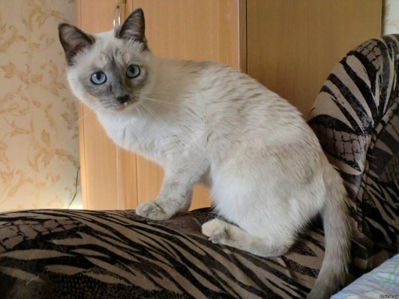 Сиамская кошка светлая