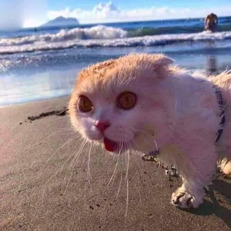 Кот в воде