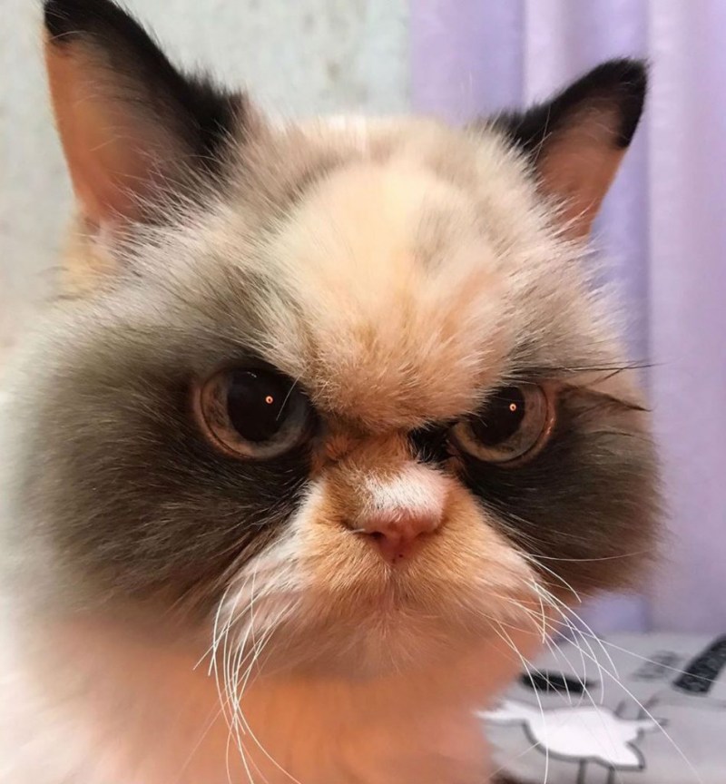 Недовольный кот обои