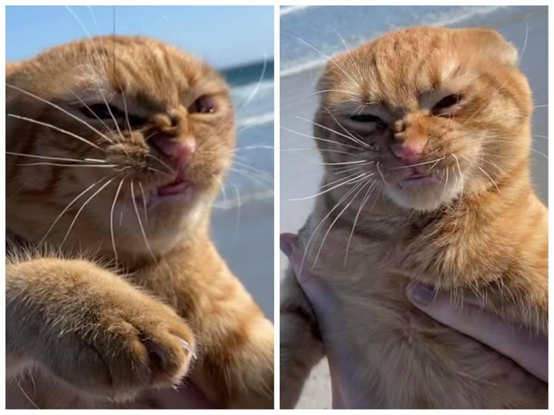 Фу люди фу море рыжий кот