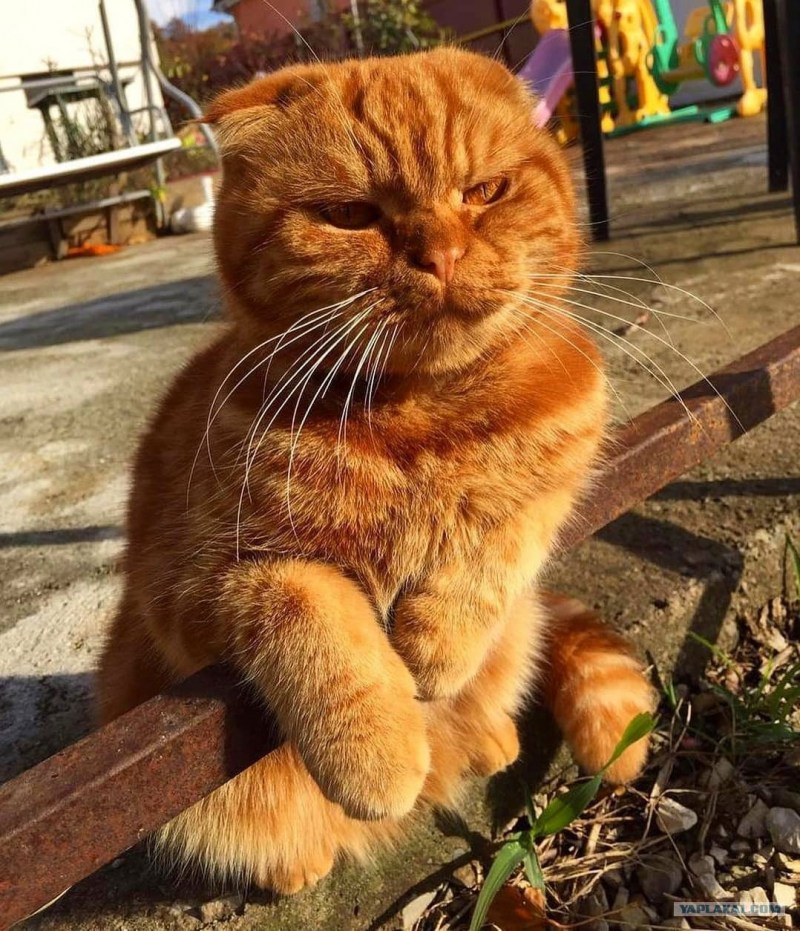 Кот радуется солнцу