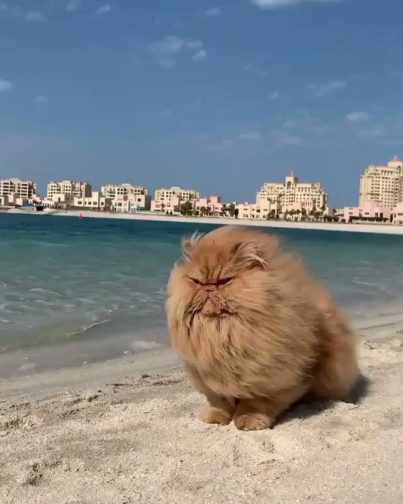 Кот на берегу моря